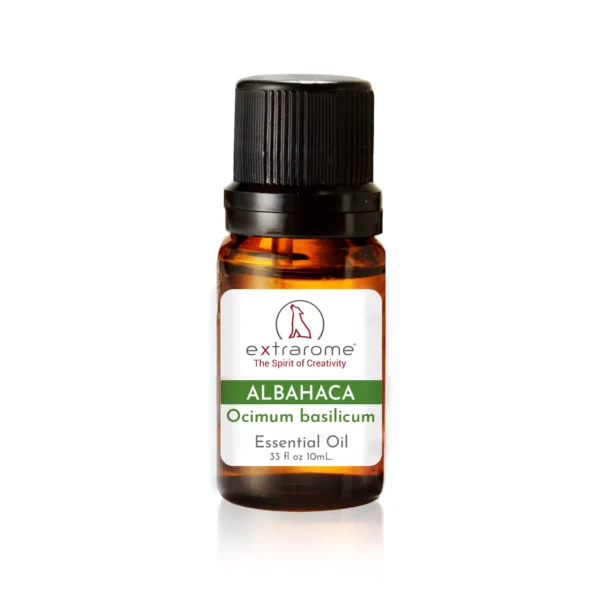 El aceite esencial de Albahaca se obtiene por destilación por arrastre de vapor desde las flores y las hojas de la variedad blanca de la planta Ocimum basilicum linne. Es un líquido amarillo con un olor característico a Albahaca.